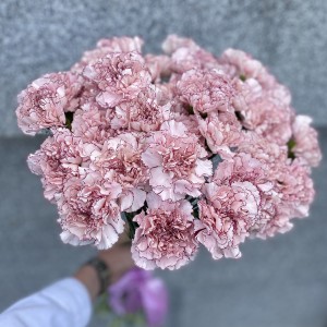 Гвоздика Олимпия (Olympia)