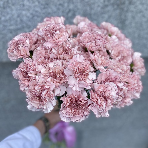 Гвоздика Олимпия (Olympia)