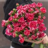 Кустовая малиновая гвоздика