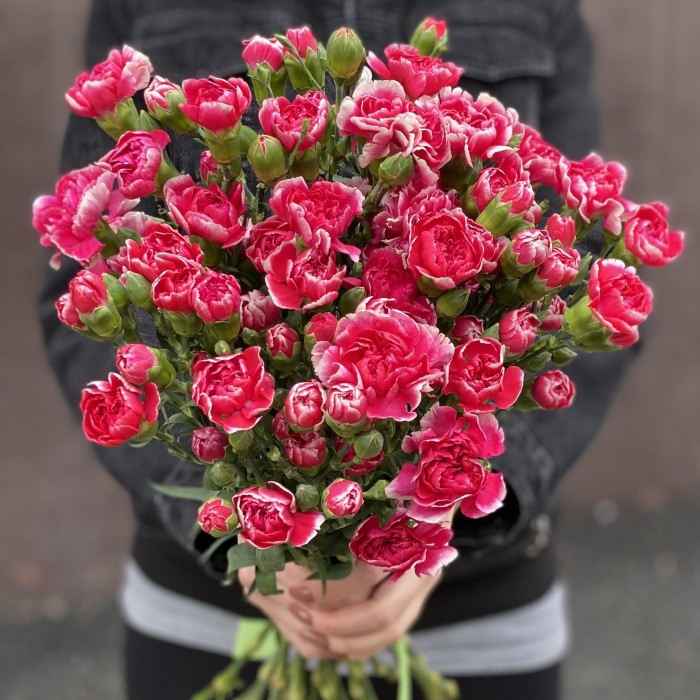 Кустовая малиновая гвоздика