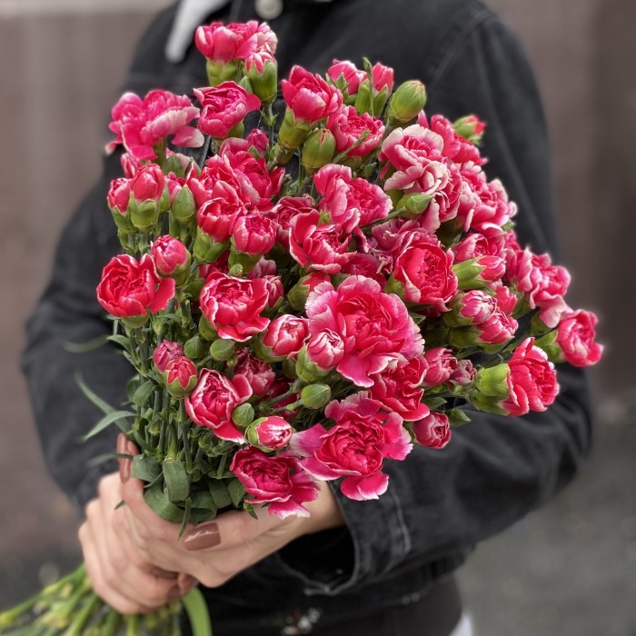 Кустовая малиновая гвоздика