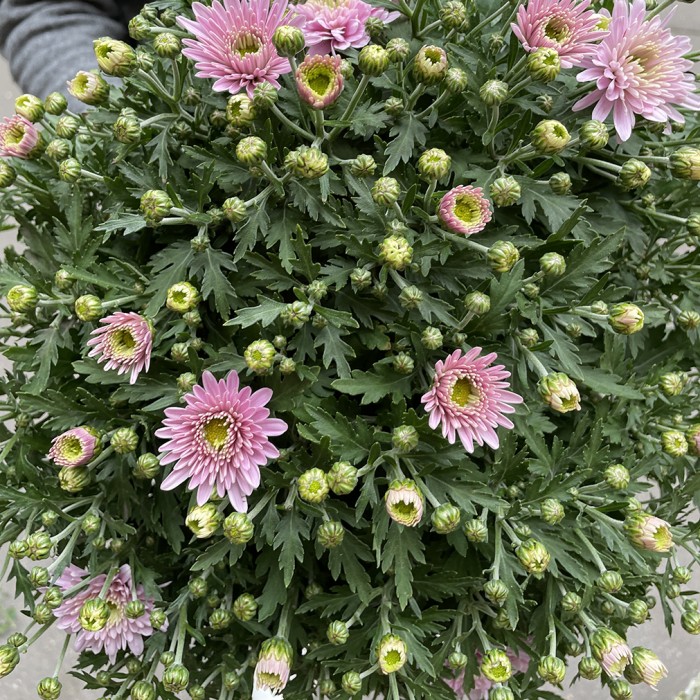 Хризантема в горшке Розовая