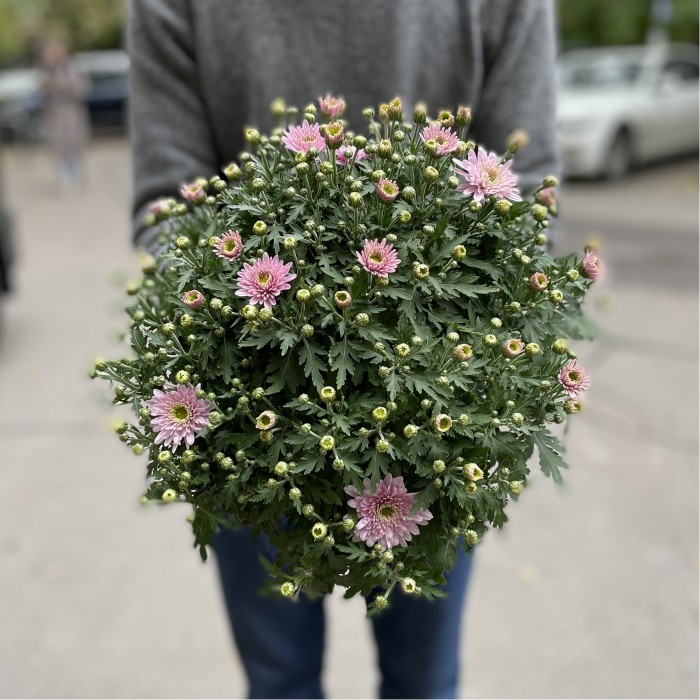 Хризантема в горшке Розовая