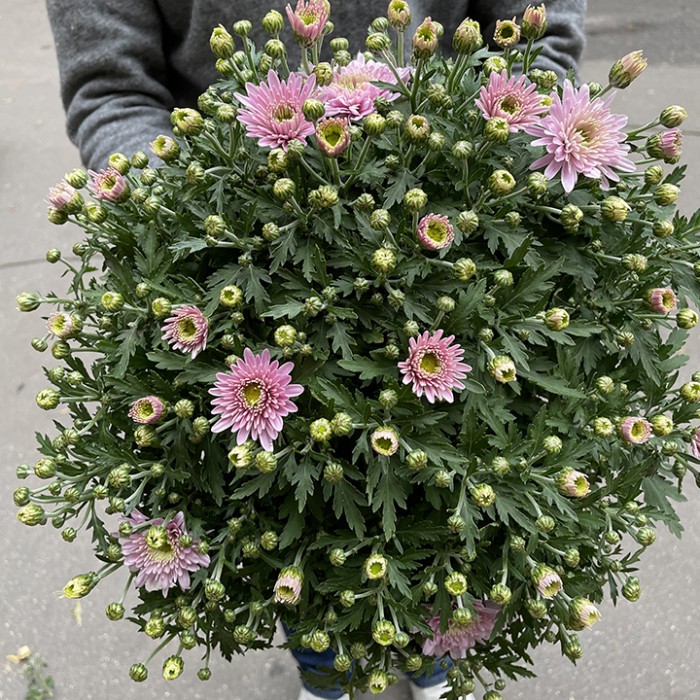 Хризантема в горшке Розовая