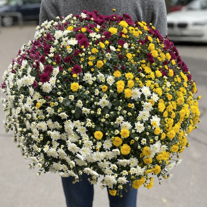 Хризантема в горшке Шар