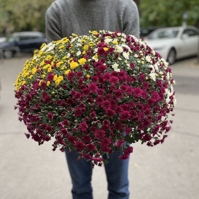 Хризантема в горшке Шар