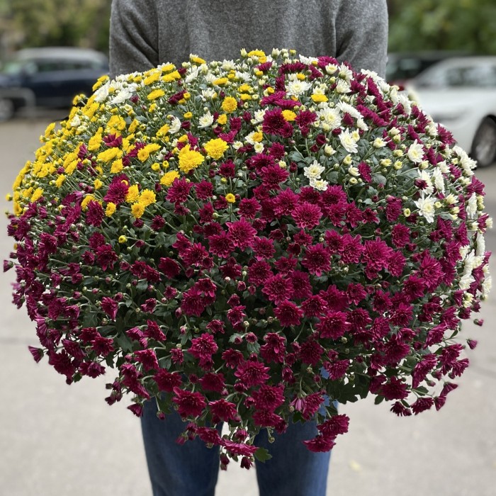 Хризантема в горшке Шар