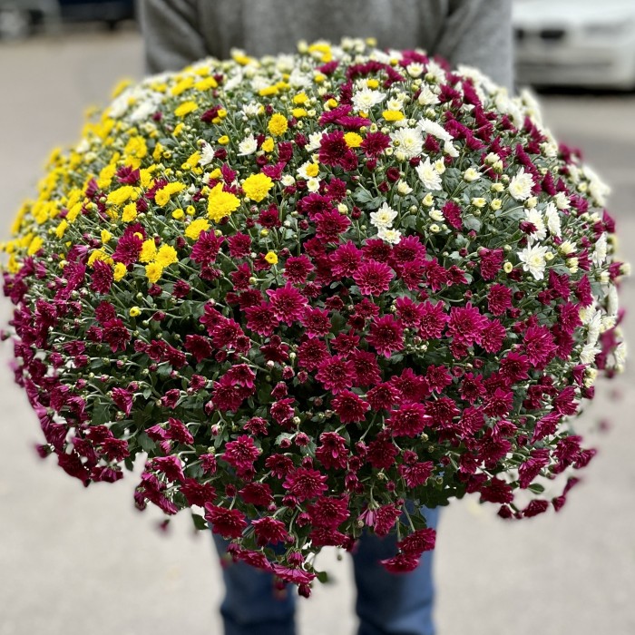 Хризантема в горшке Шар