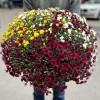 Хризантема в горшке Шар