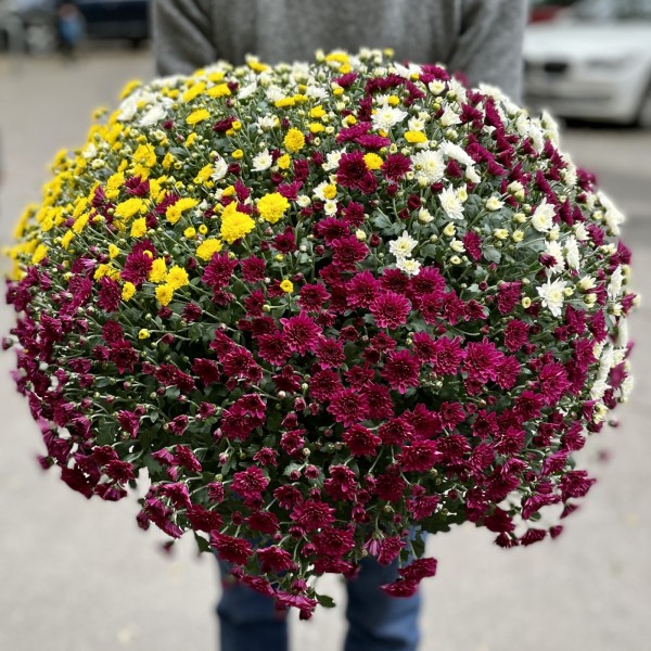 Хризантема в горшке Шар