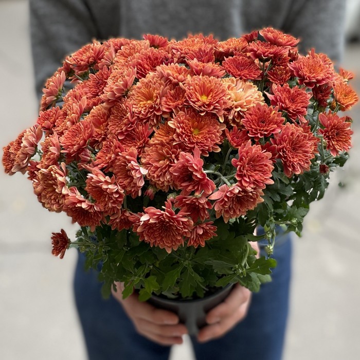 Хризантема в горшке Терракот