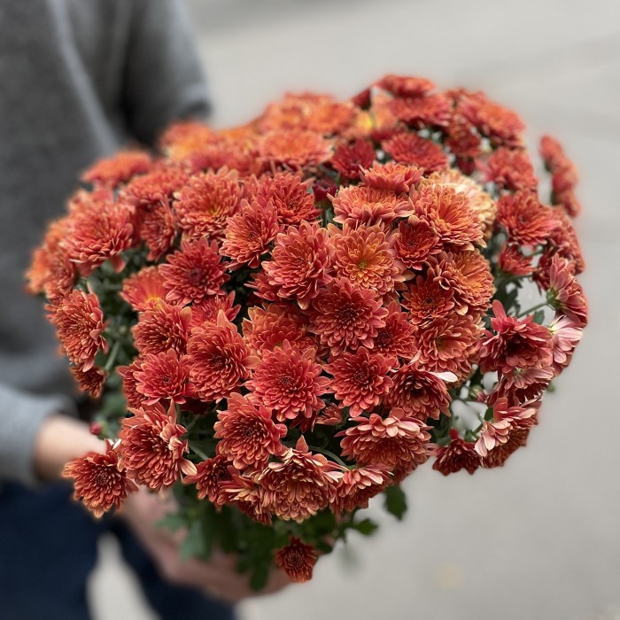 Хризантема в горшке Терракот