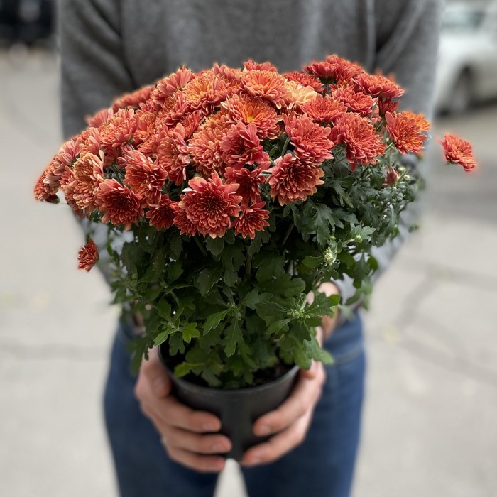 Хризантема в горшке Терракот