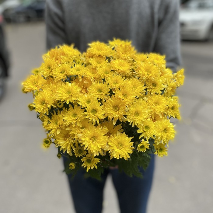 Хризантема в горшке Жёлтая