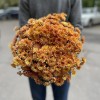 Хризантема в горшке Рыжая