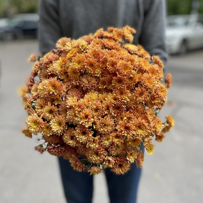 Хризантема в горшке Рыжая