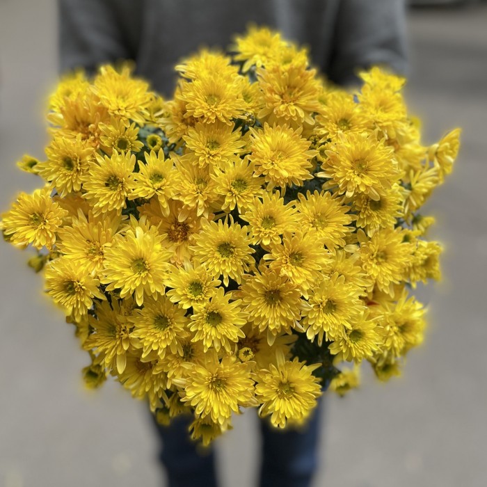 Хризантема в горшке Жёлтая