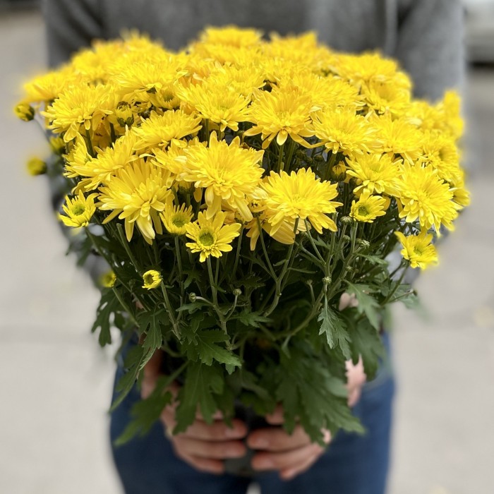 Хризантема в горшке Жёлтая