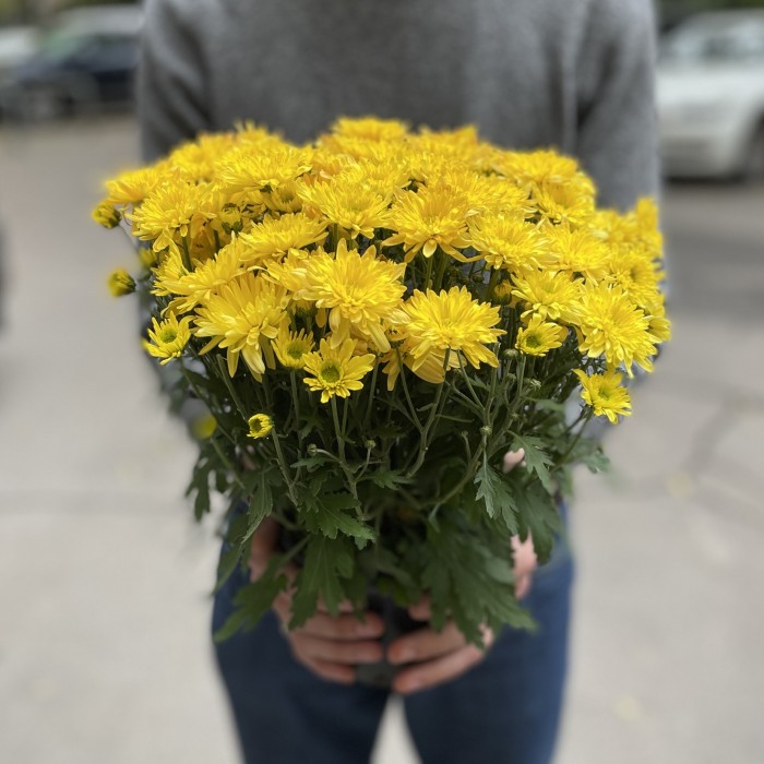 Хризантема в горшке Жёлтая