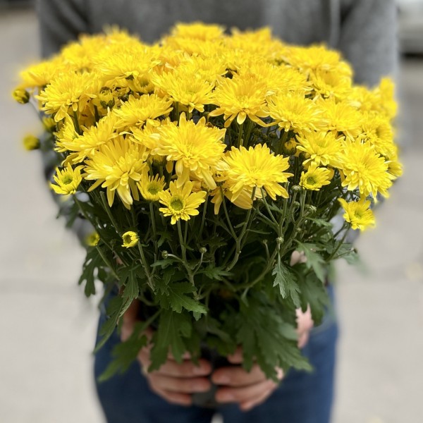 Хризантема в горшке Жёлтая