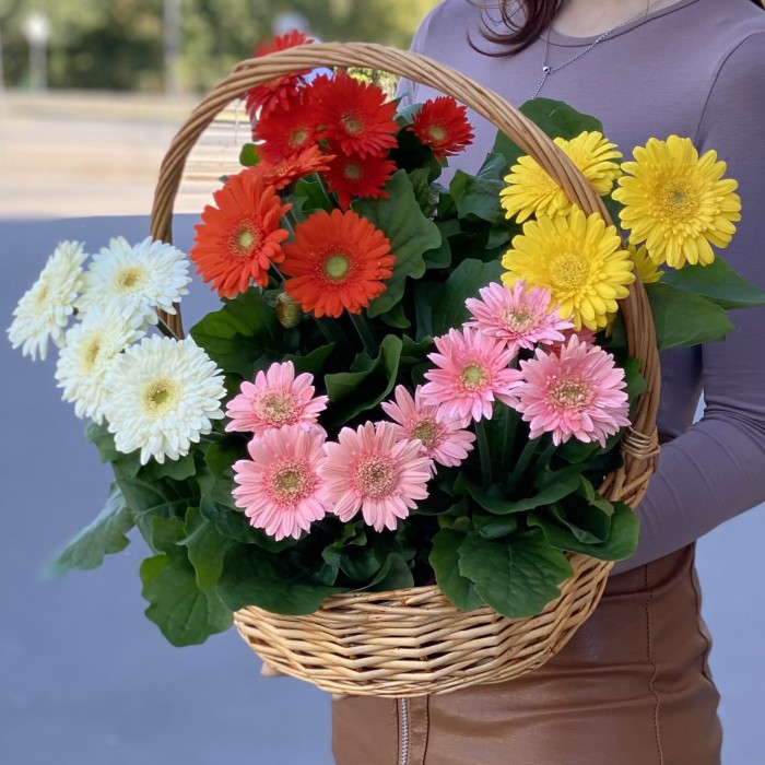 Подарочная корзина гербер