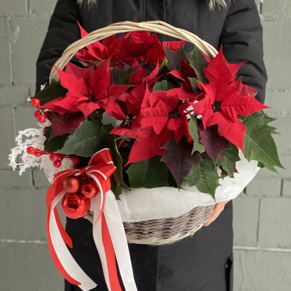 Подарочная корзина с пуансеттией