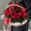 Подарочная корзина с пуансеттией