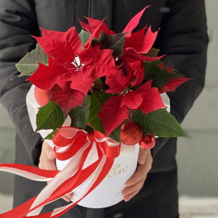 Шляпная коробка с пуансеттией