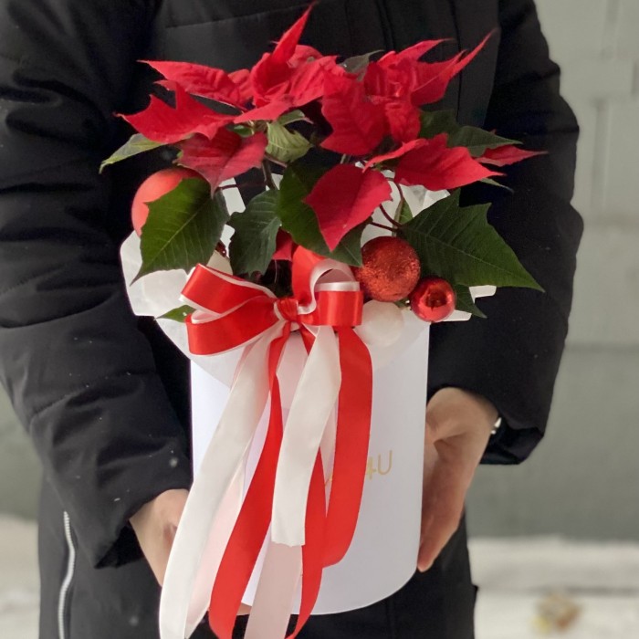 Шляпная коробка с пуансеттией