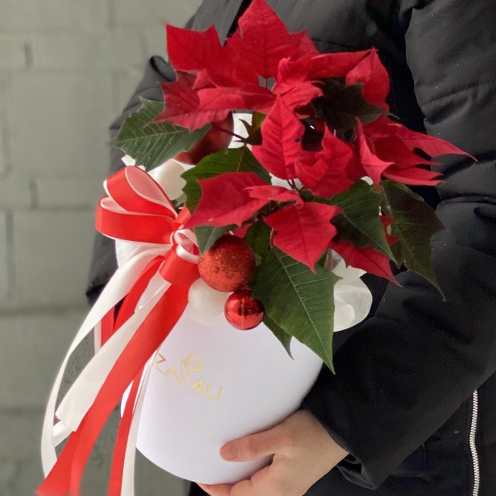 Шляпная коробка с пуансеттией