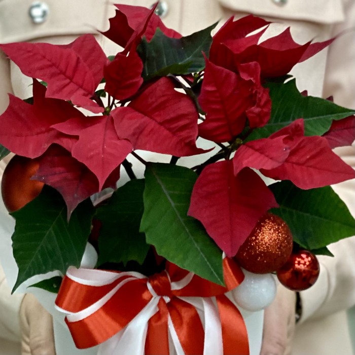 Шляпная коробка с пуансеттией