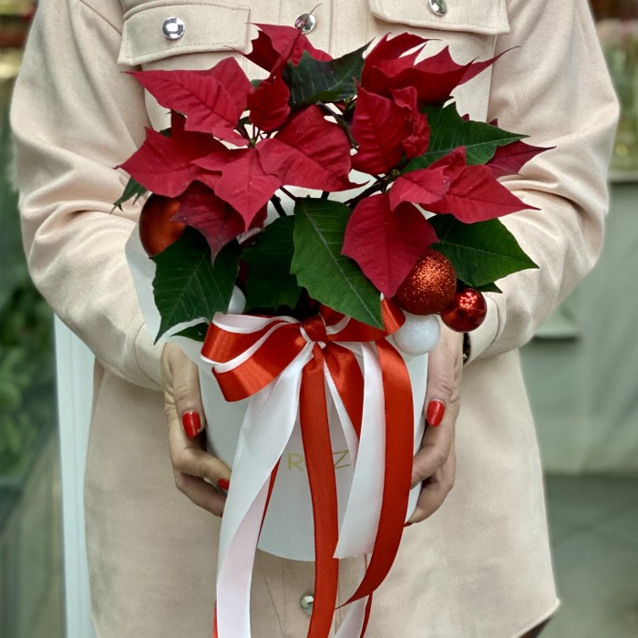 Шляпная коробка с пуансеттией