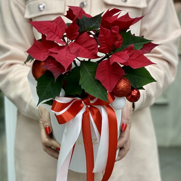 Шляпная коробка с пуансеттией