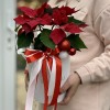 Шляпная коробка с пуансеттией