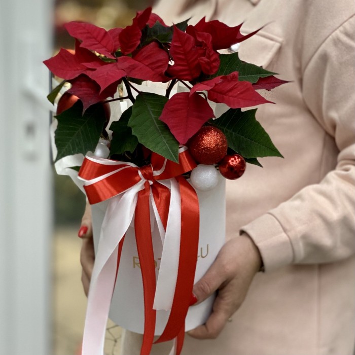 Шляпная коробка с пуансеттией