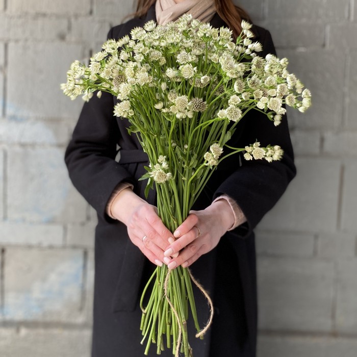 Астранция белая