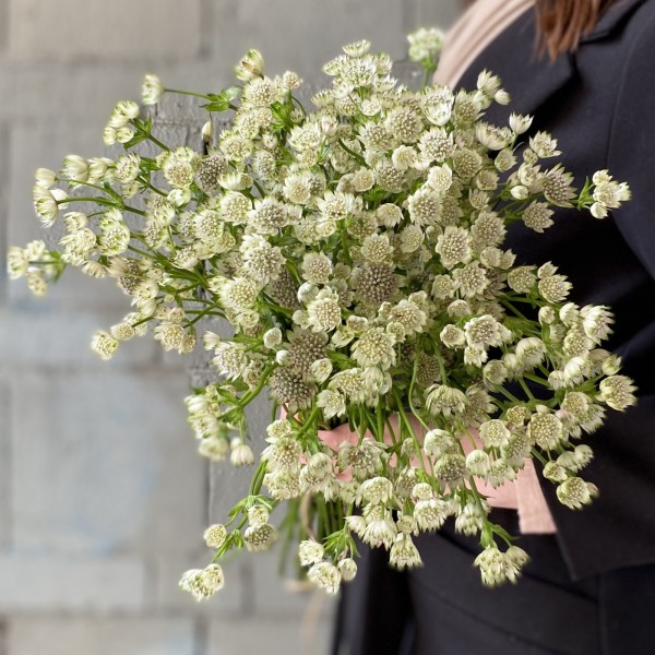 Астранция белая