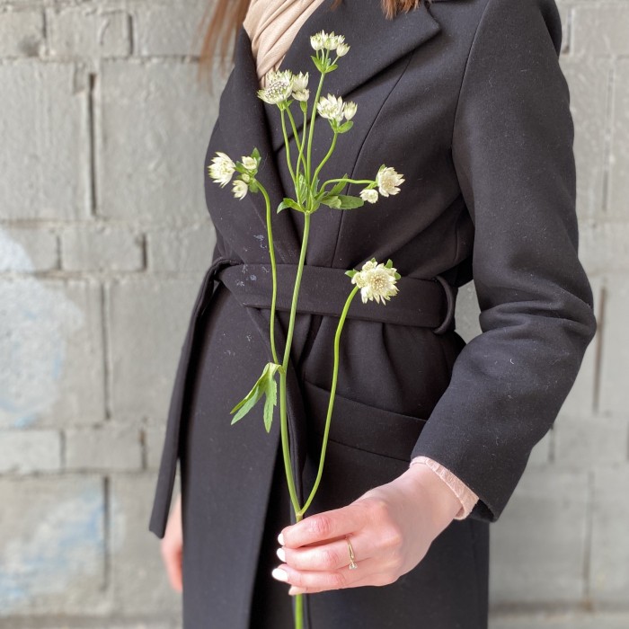 Астранция белая