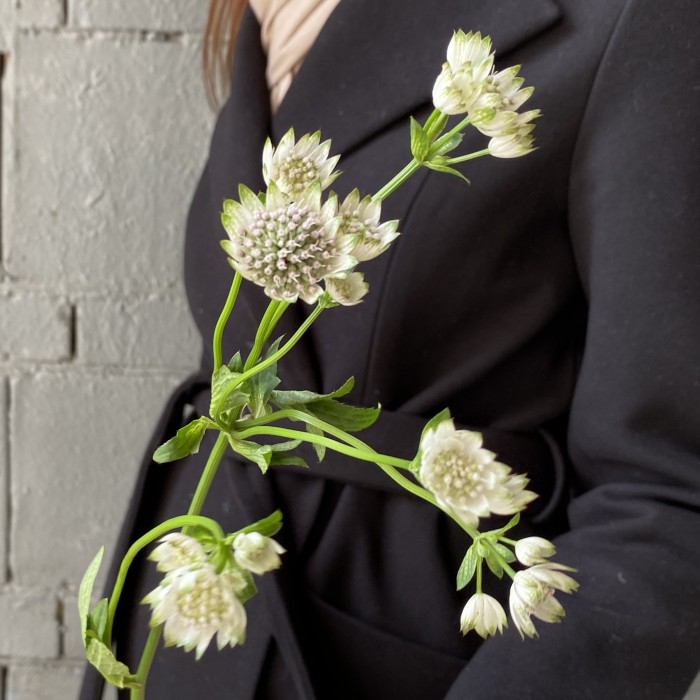 Астранция белая