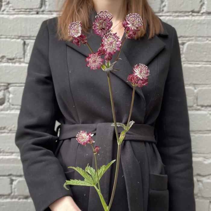 Астранция бордовая