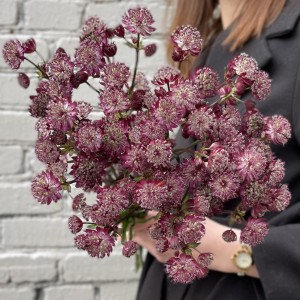 Астранция бордовая