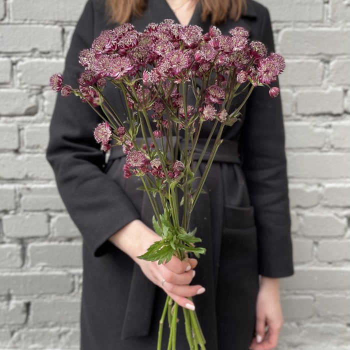 Астранция бордовая