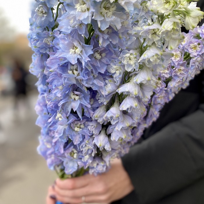 Дельфиниум голубой