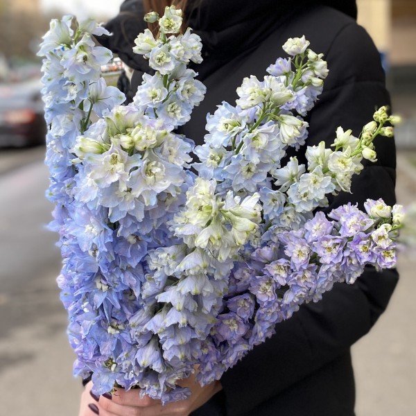 Дельфиниум голубой