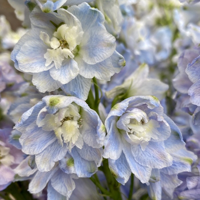 Дельфиниум голубой