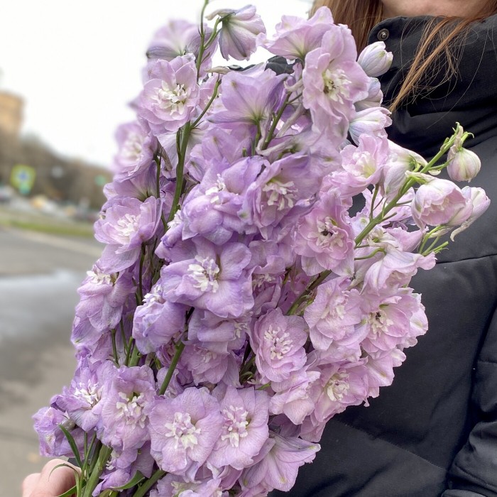 Дельфиниум сиреневый