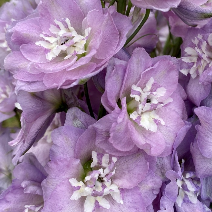 Дельфиниум сиреневый