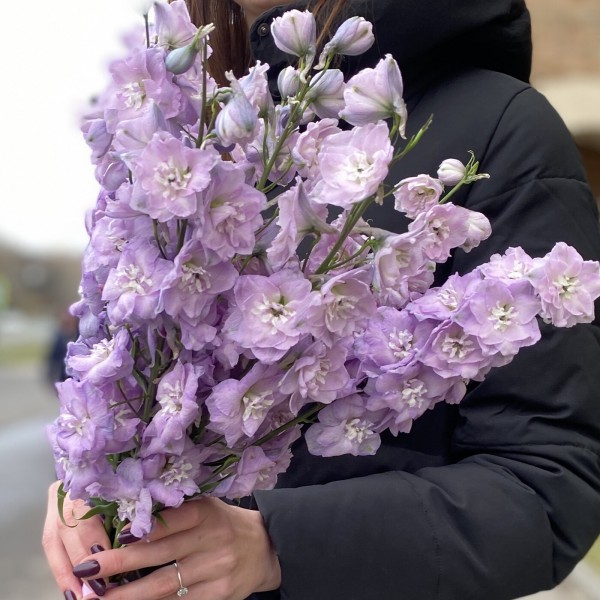 Дельфиниум сиреневый