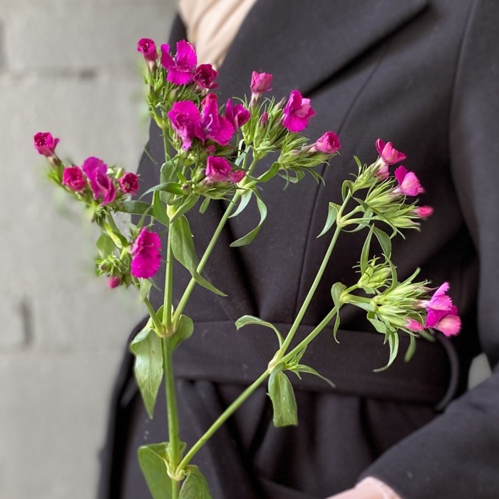 Гвоздика турецкая ярко-розовая