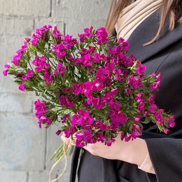 Гвоздика турецкая ярко-розовая